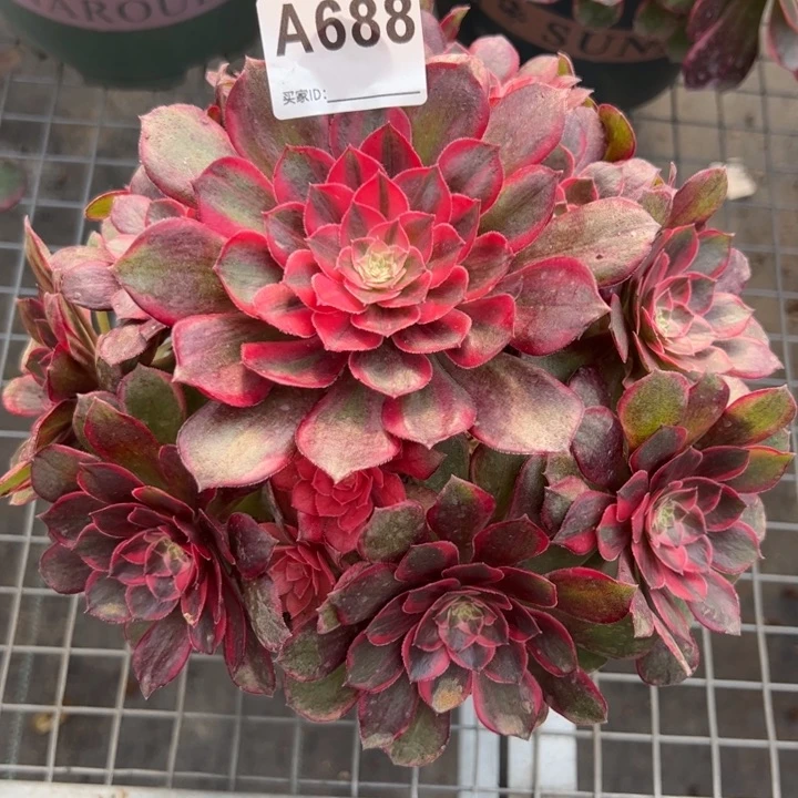 688黑魔锦20厘米左右