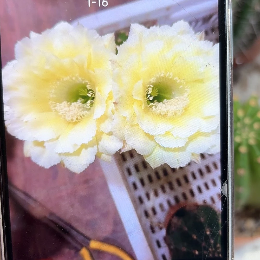 彩草1-16号6-7公分左右