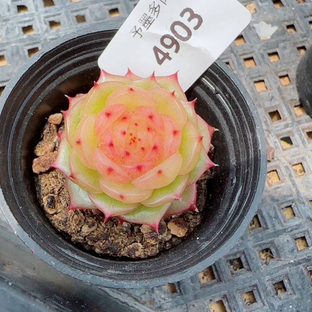 玉玲珑，4903多肉植物