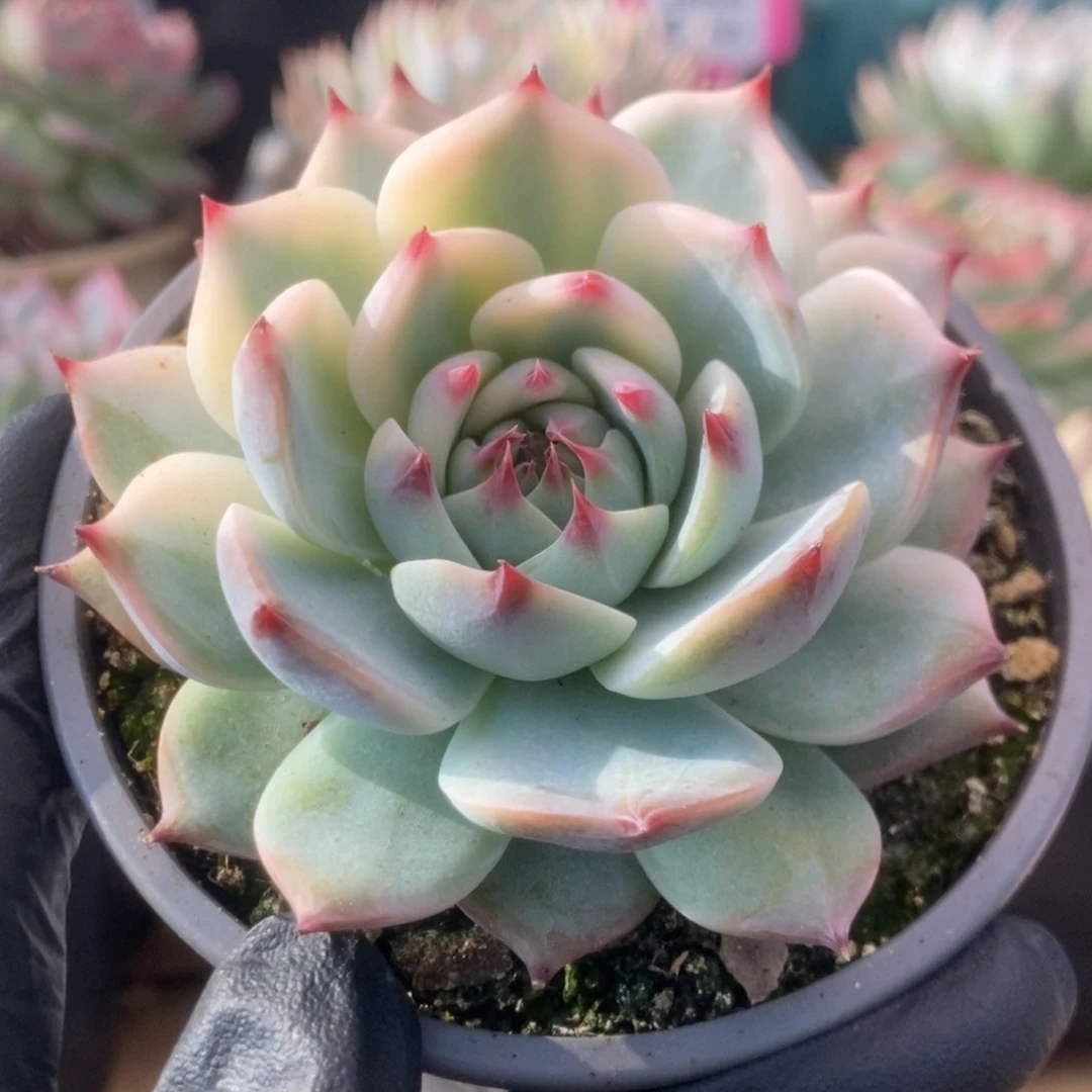 642锦锦锦锦锦锦锦