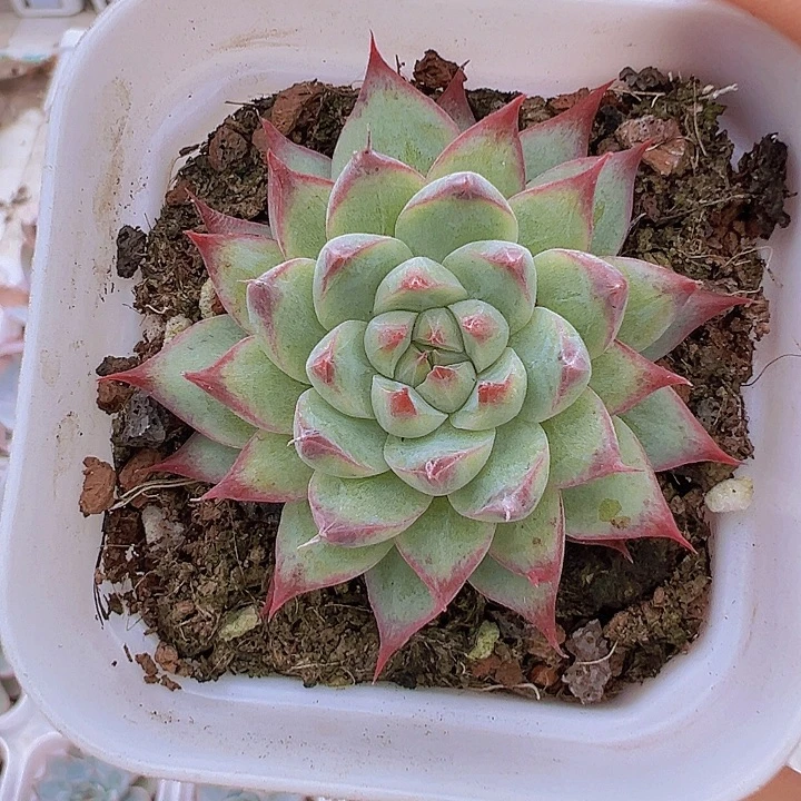 梦瑶19包邮多肉植物
