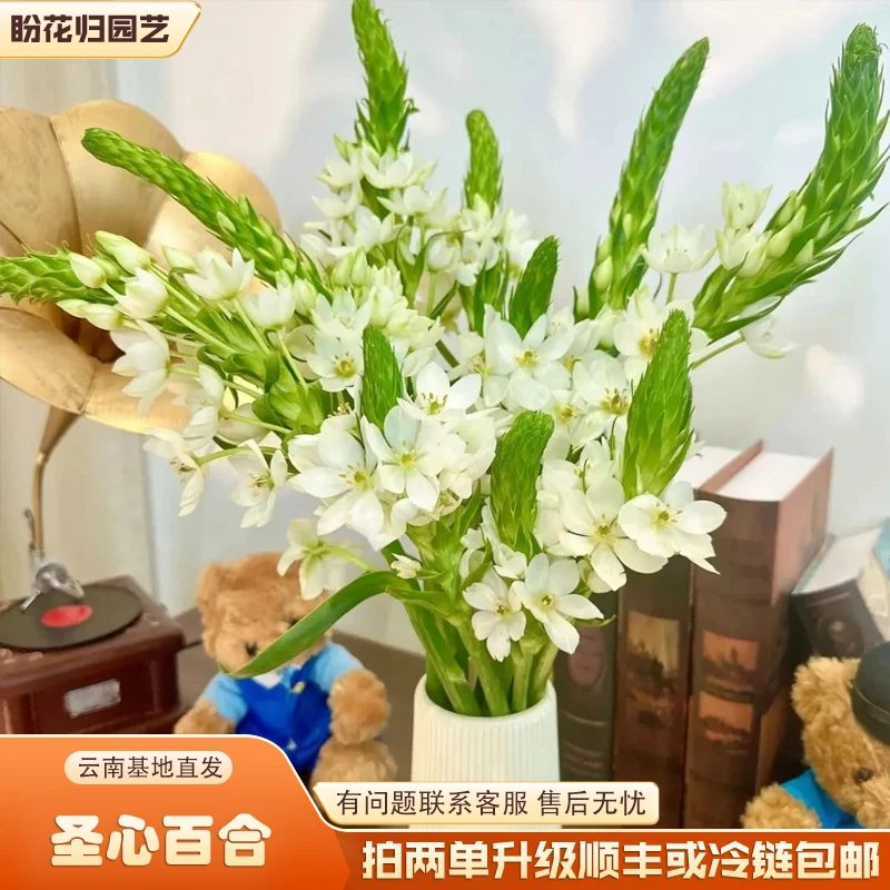 【圣心百合鲜花】新鲜采摘赠营养液（拍两单升级顺丰或冷链包邮）