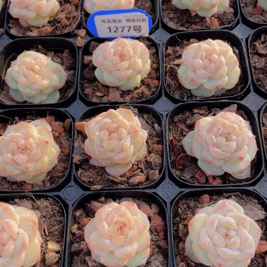 1277号 冰透奶油粉钻单头一个