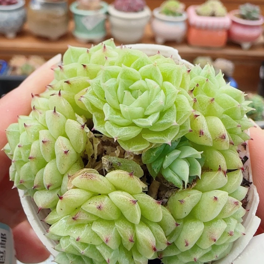 花语逸镜0811-93散