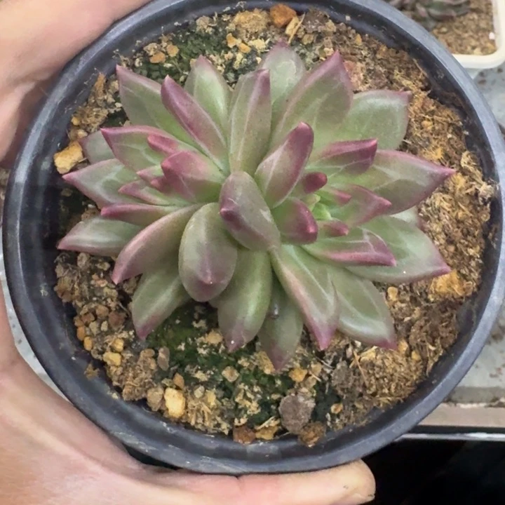 美人杂交 一物一拍