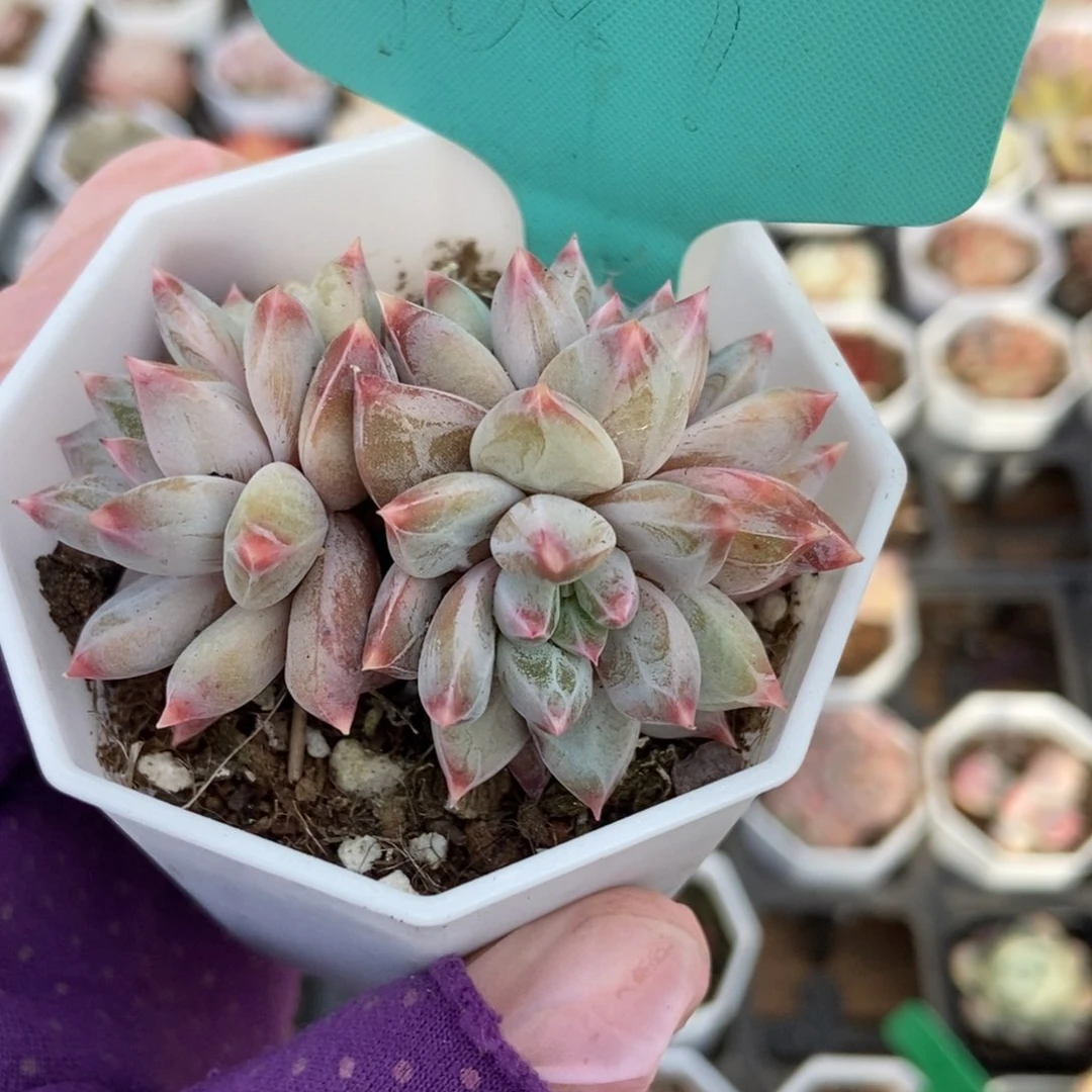 1087梦幻美人多肉植物