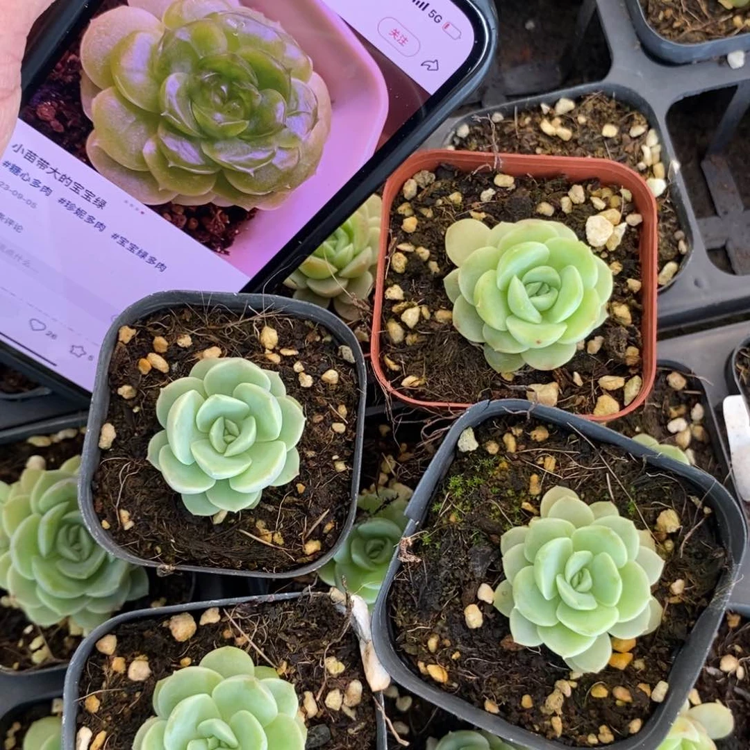 上盆宝宝绿苗一个