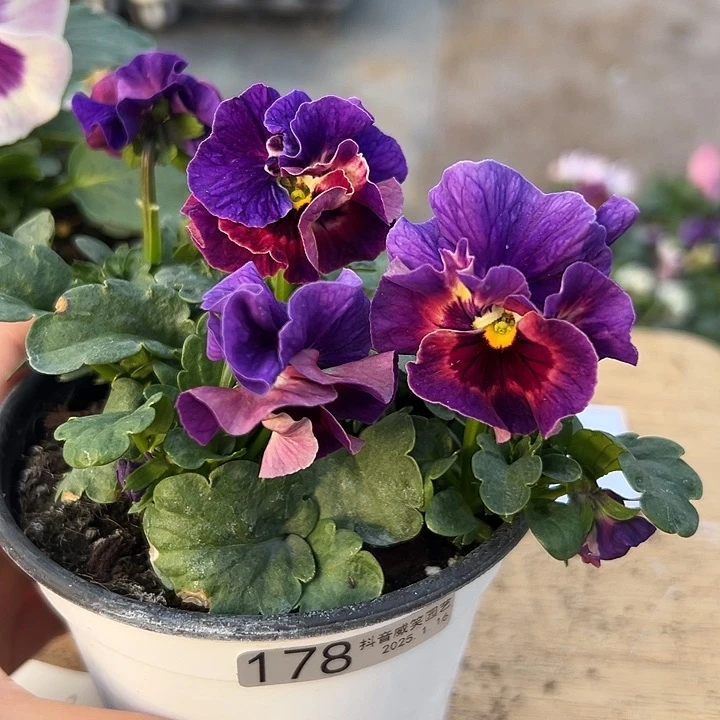 红陶抖音直播闪拍178