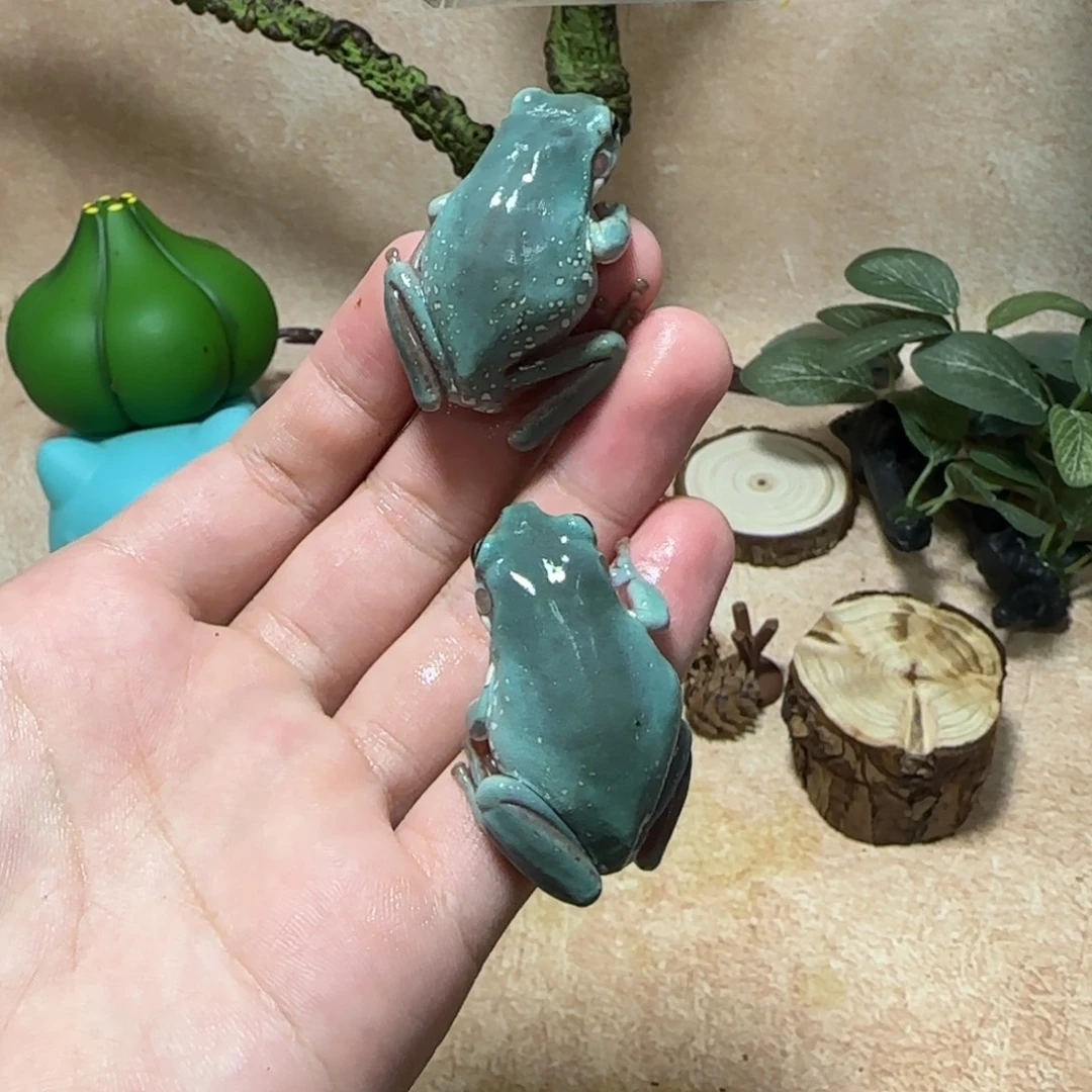 老爷树蛙澳洲蓝姥爷微雪两只打包