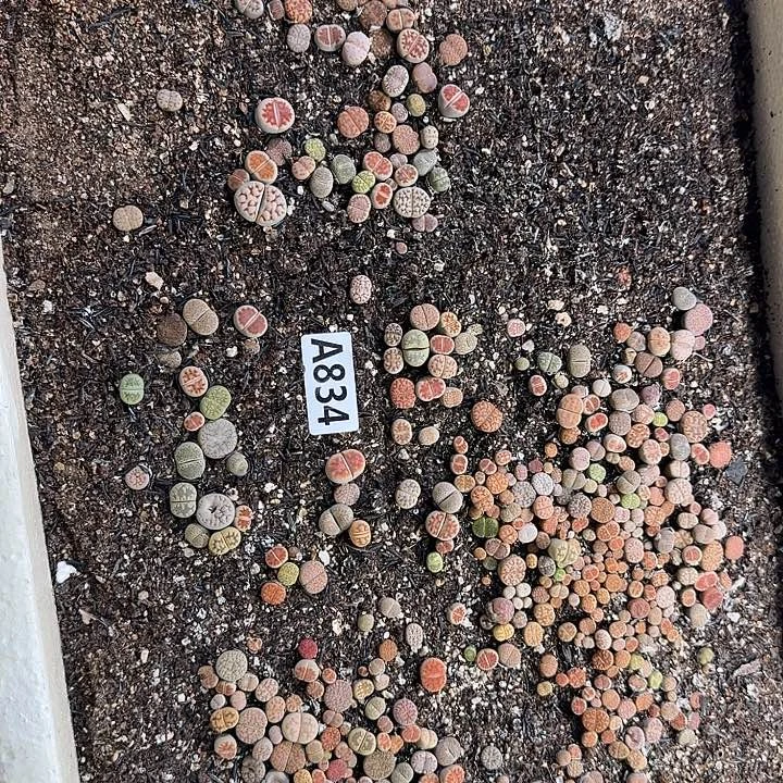 生834石花整筐脱土发货