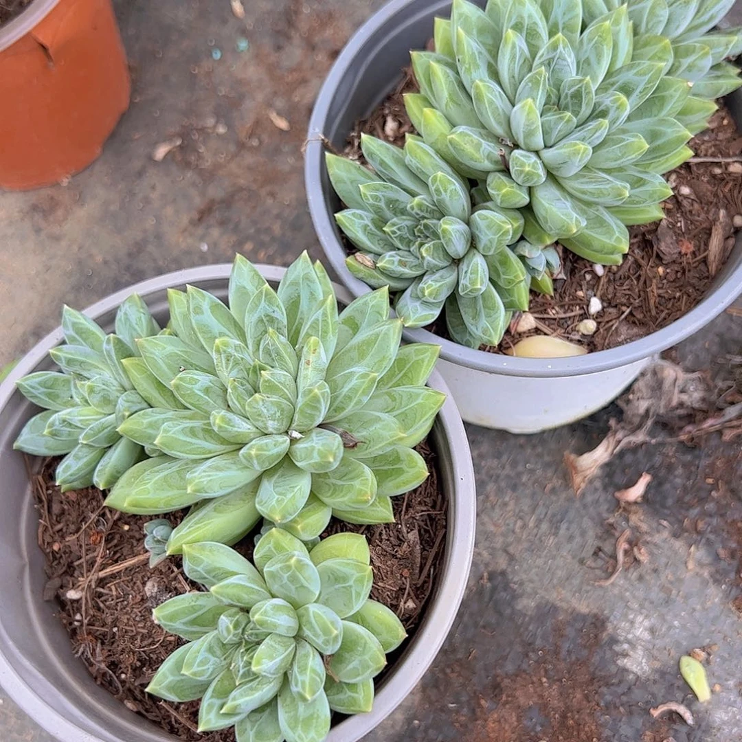 2盆千代田之松。