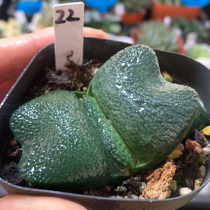 22号蝴蝶卧牛一物一拍