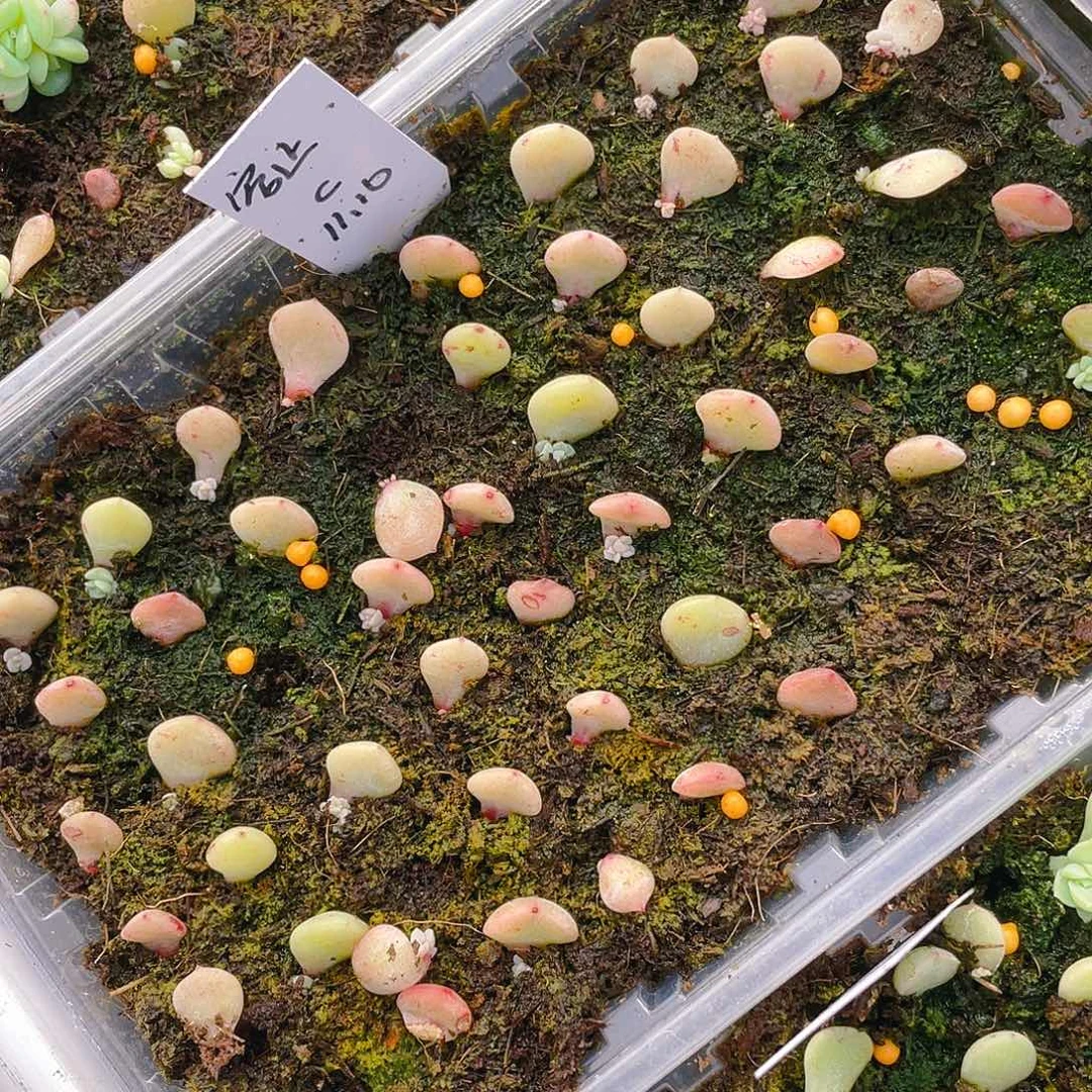 容止芝麻苗一个满25包邮