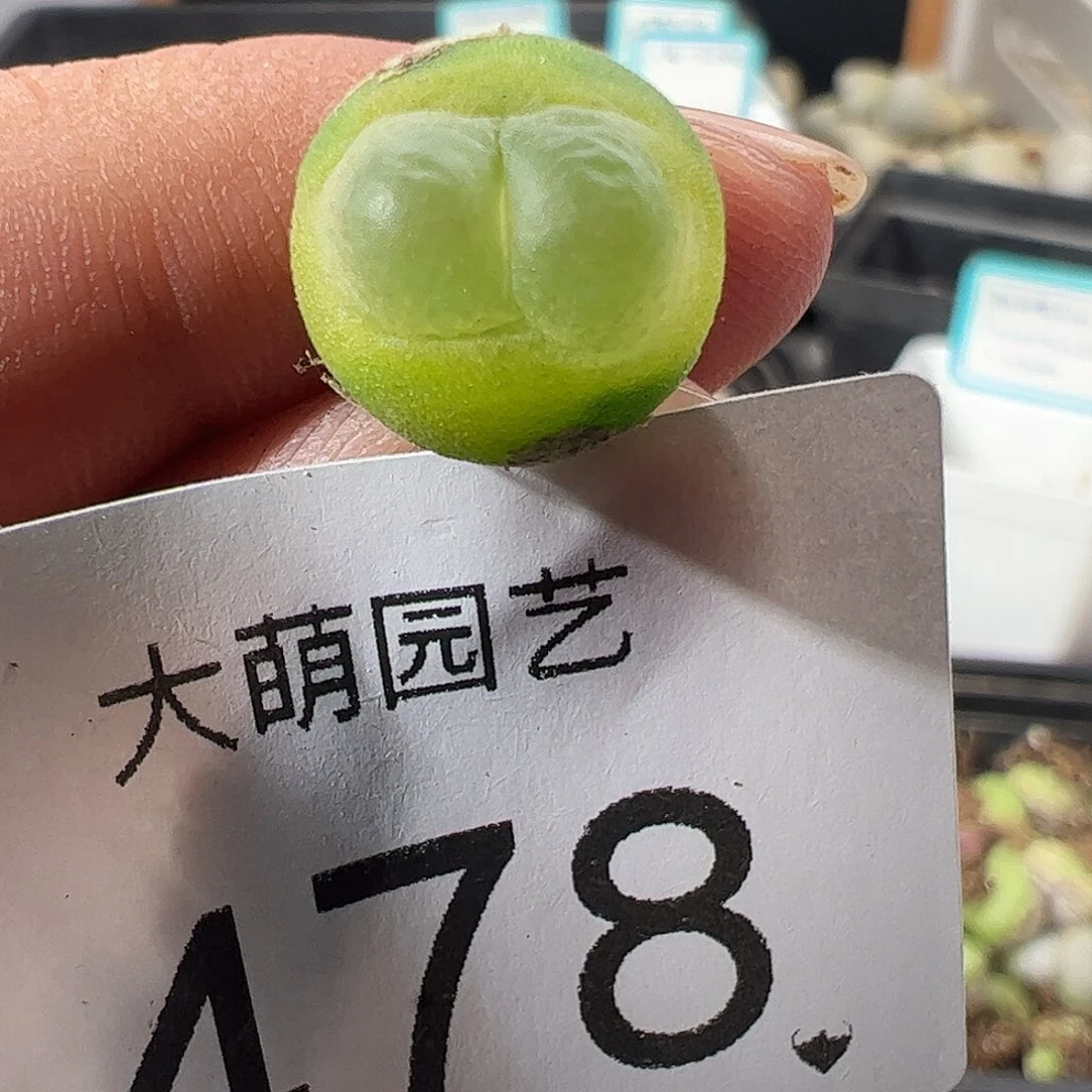 一物一拍。         478