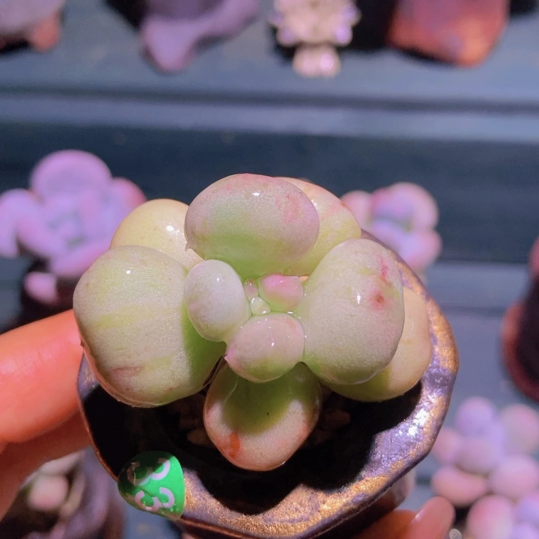 油煎丸子一物一拍