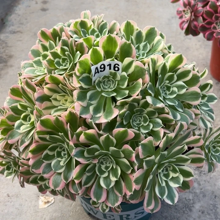 916白凤30厘米左右