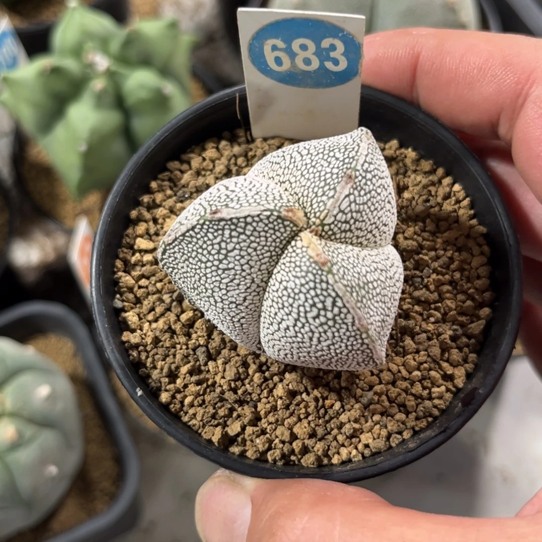 683实生三角恩冢鸾凤玉