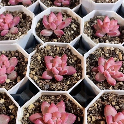 金鱼姬8.8一盆88888