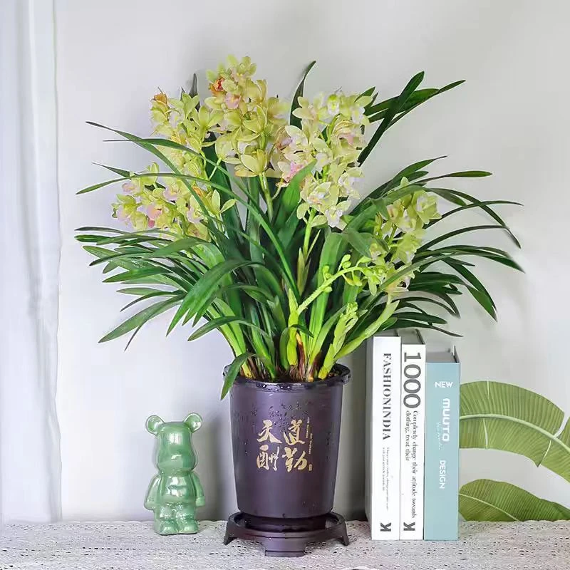 【带花剑】香兰浓香型高档兰花有花苞四季开花室内客厅阳台绿植盆