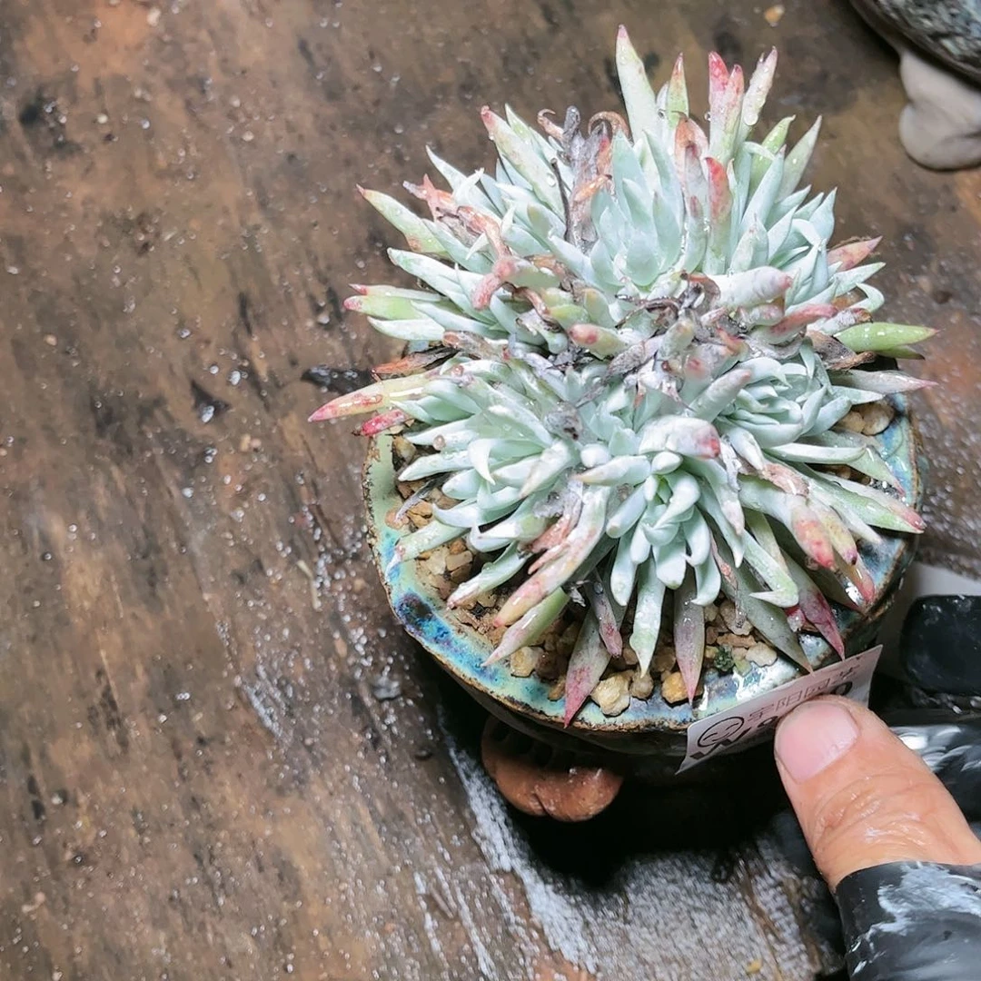 9410奴婢仙女杯多肉