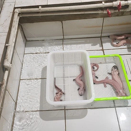 268变异大娃娃鱼一只