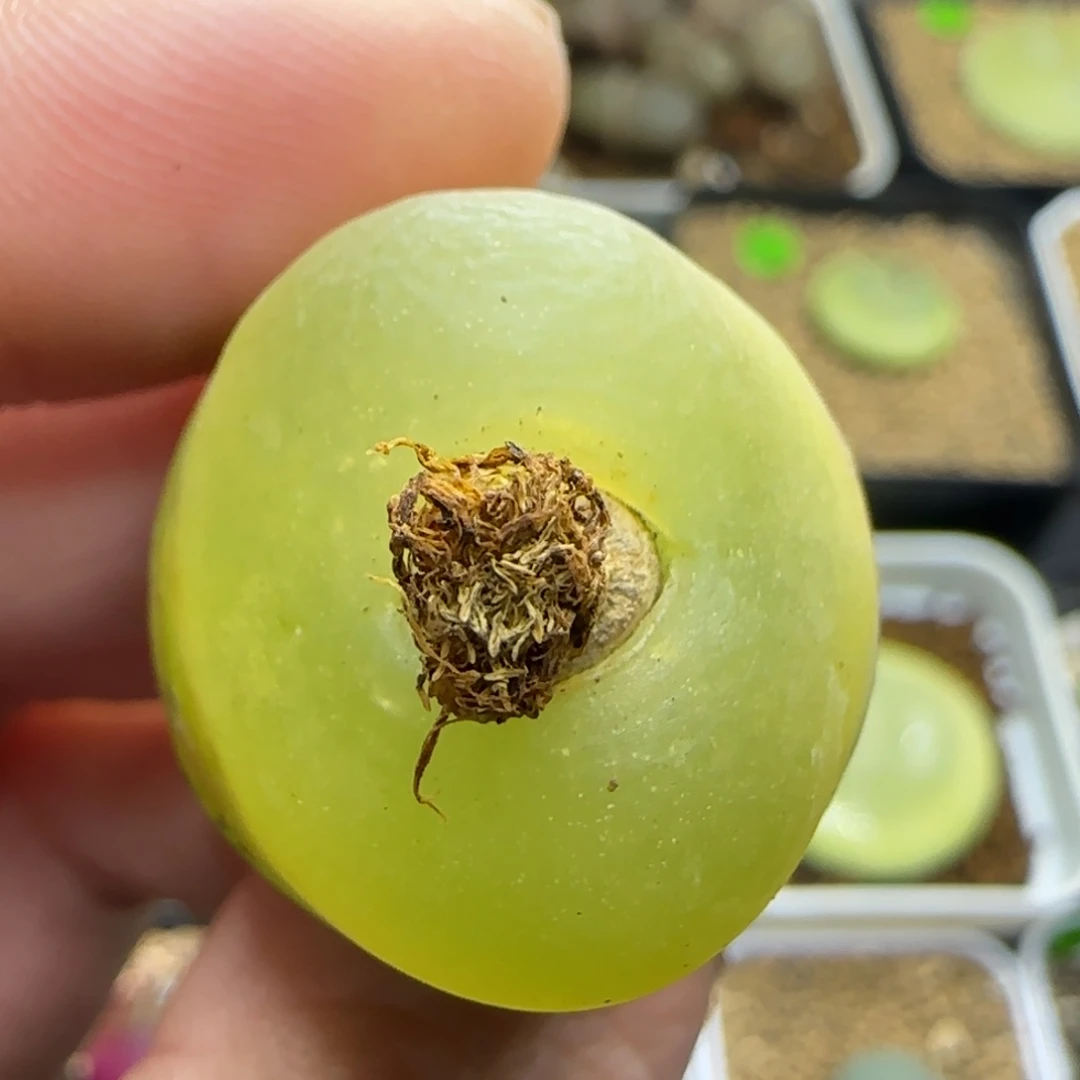 漂漂亮亮多肉植物255