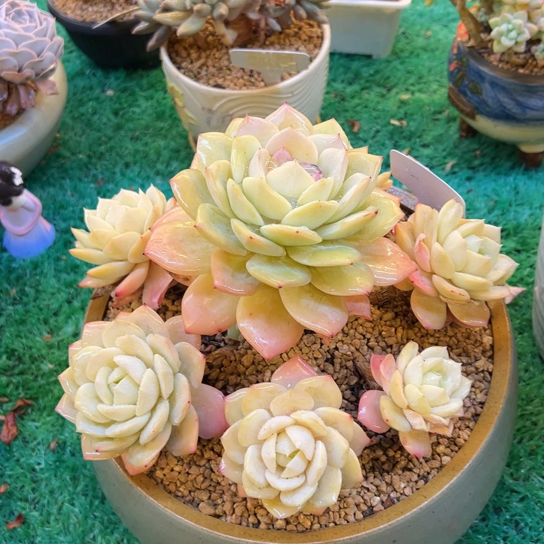 恋曲，，，，，，，，，，，，，，，，，