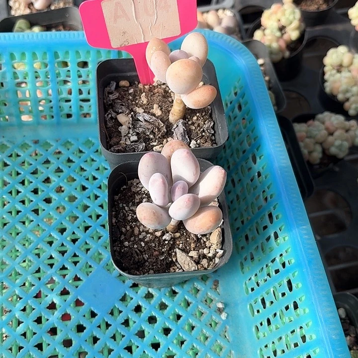 ❄️***x h z x c v vv104