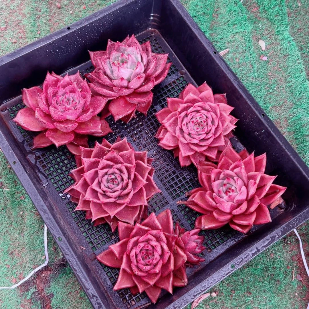 精品多肉植物老桩随机发一棵雪色罗密欧