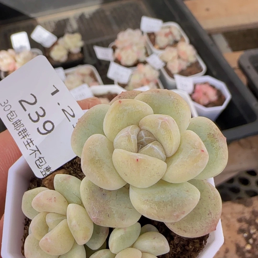 三头翡翠冰玉一颗脱土