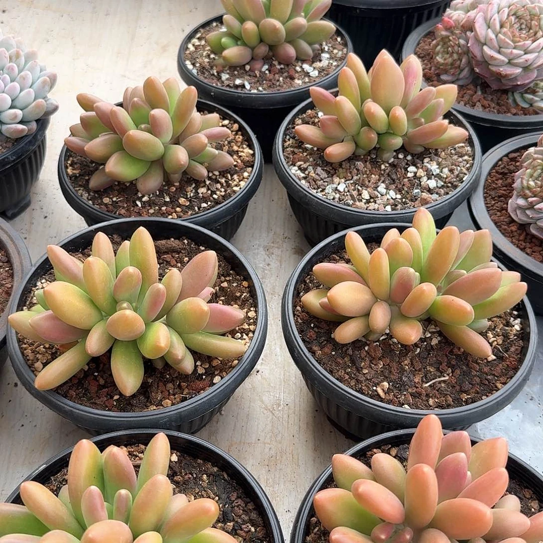 芒果奶3头发货多肉