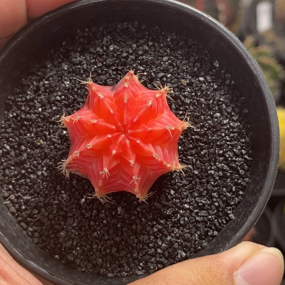 精品米哈—脱土发货32