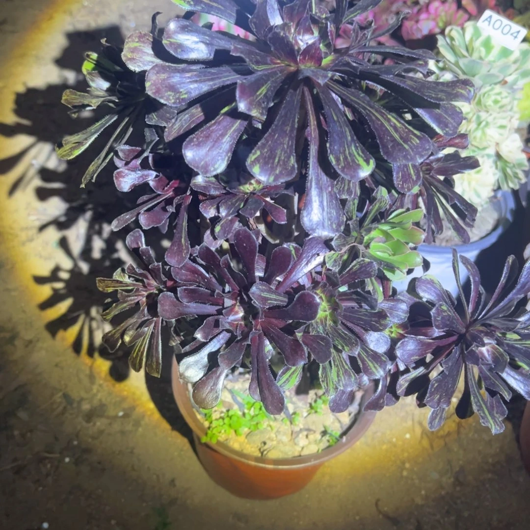 初***节074水墨丹青多肉植物法师