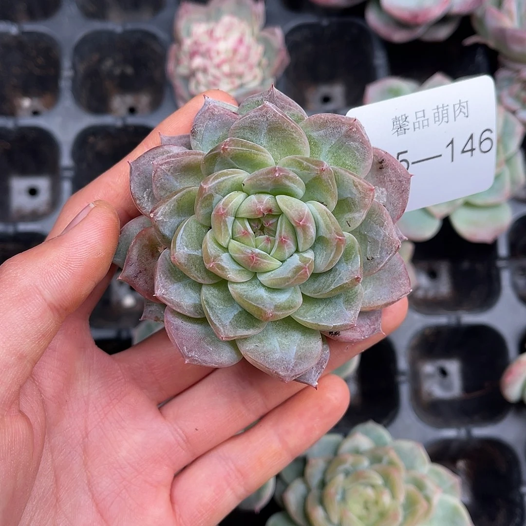 多肉一物一拍25-146