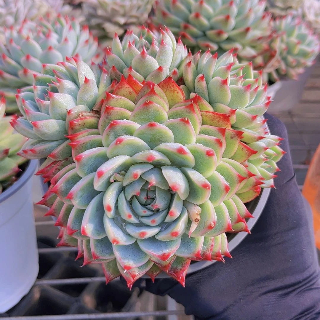 桃夭12.5公分999999