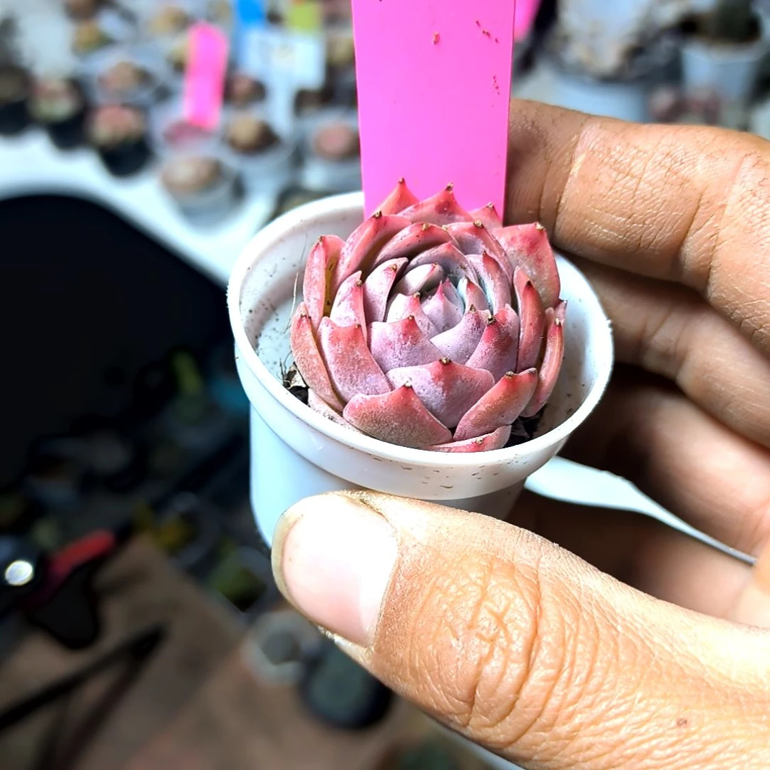 满6元包邮，孤星绝绝子