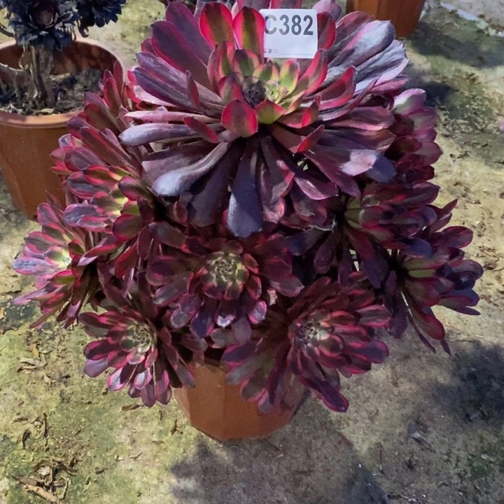 红金刚多肉植物382