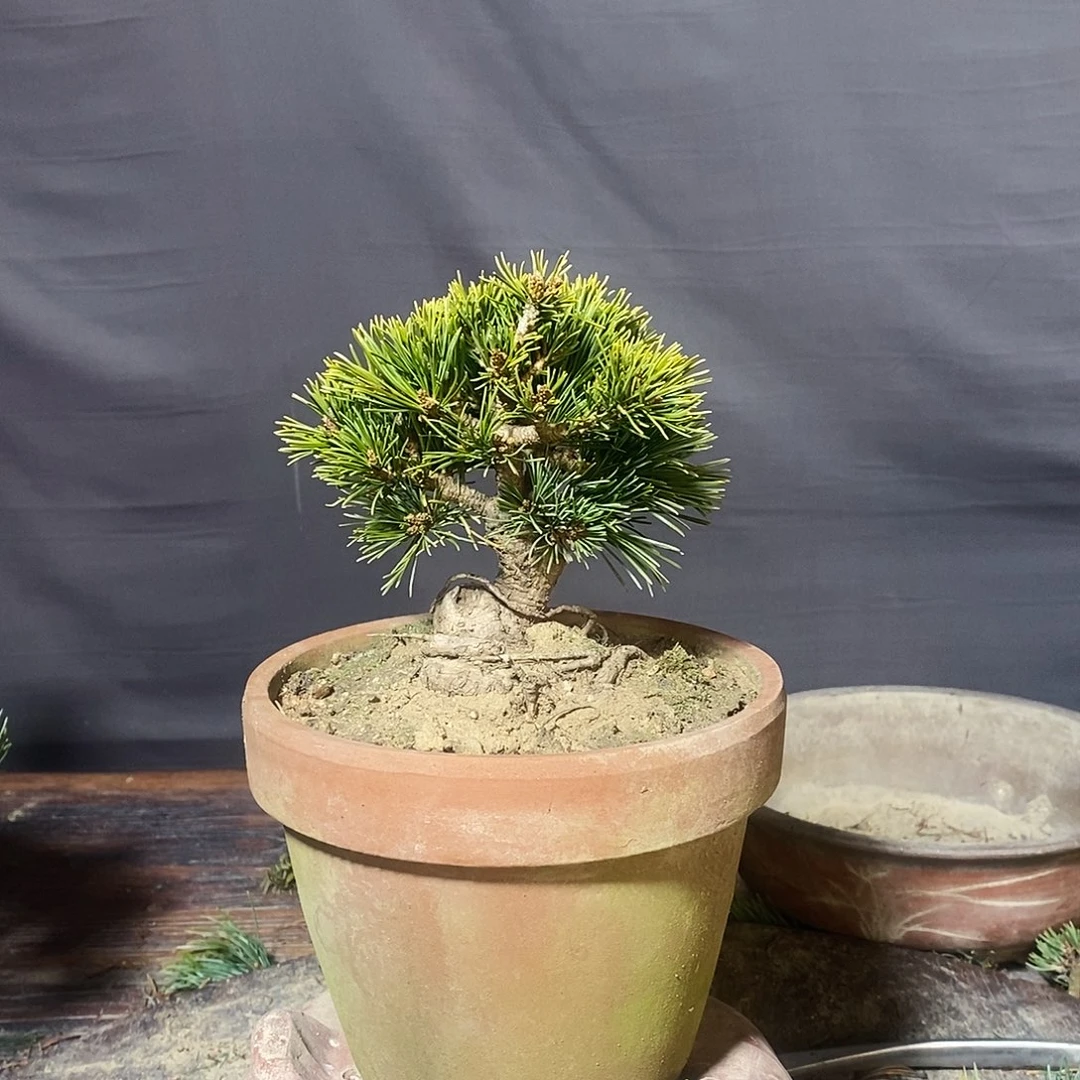 无花朵111111111111