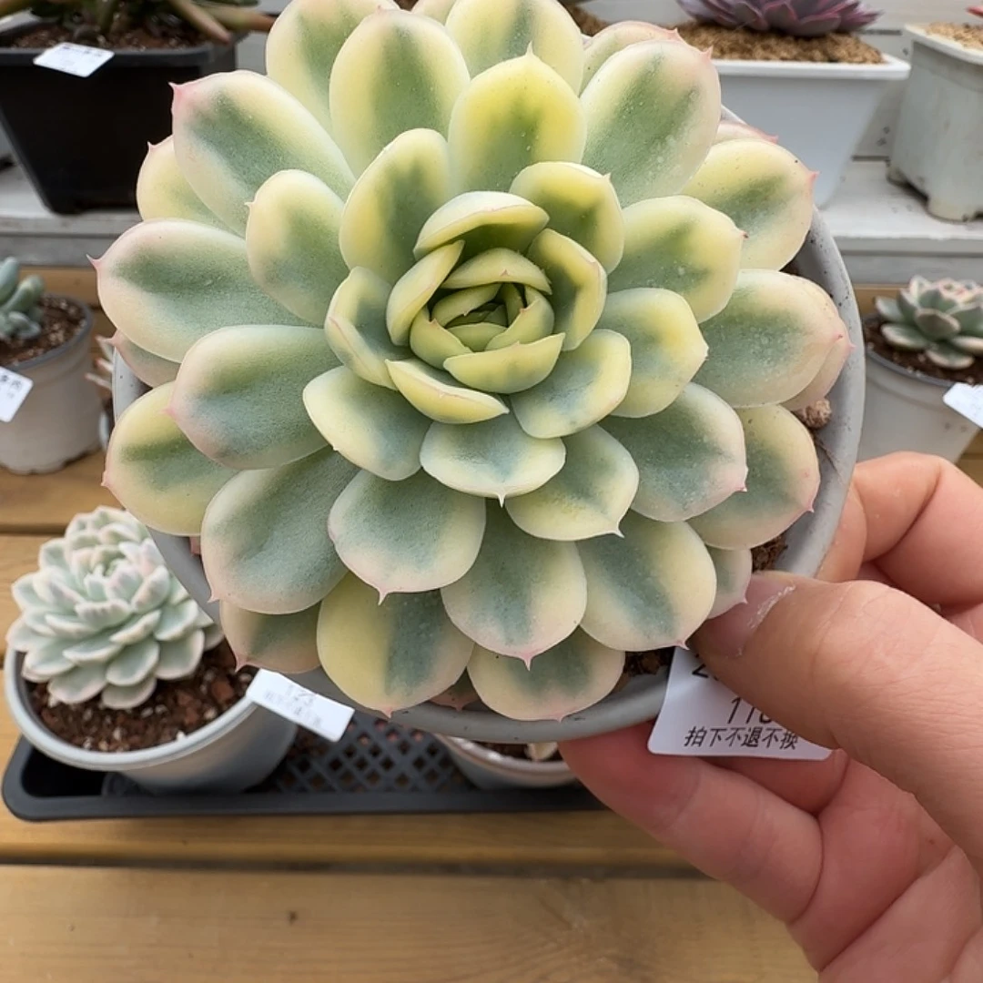 草莓冰锦111118-118