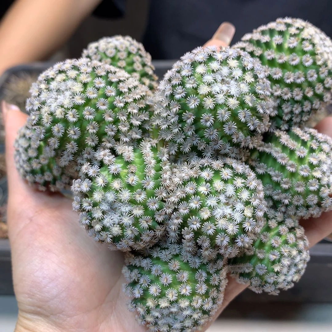 16号 苗接 群生克氏丸群生13公分起发 无根