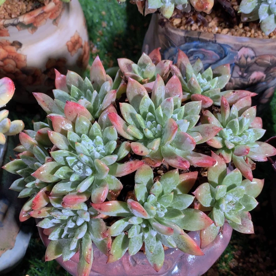 仙女杯15 公分一物一拍