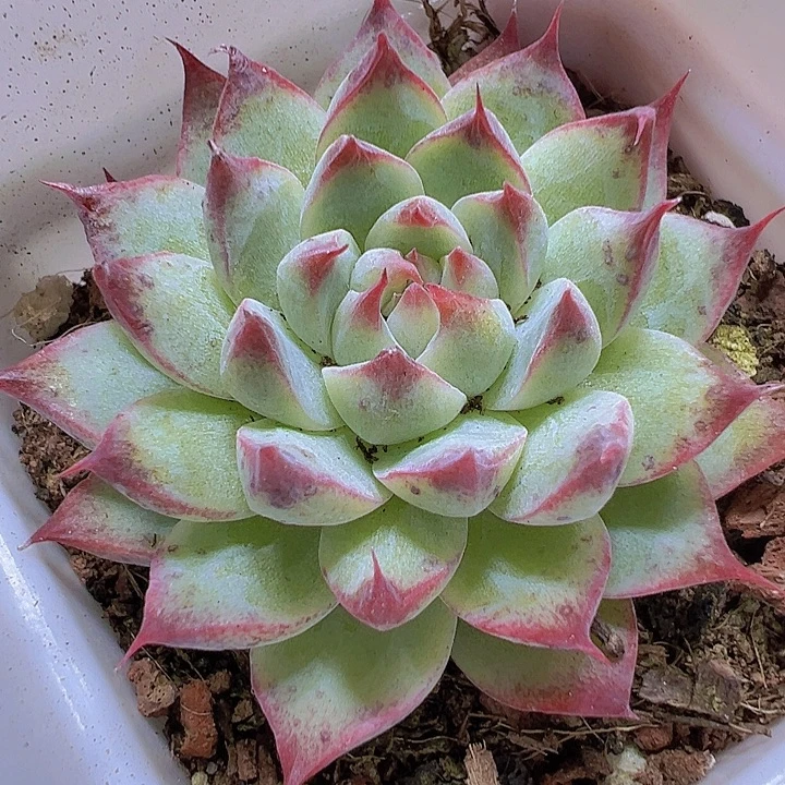 梦瑶19包邮多肉植物