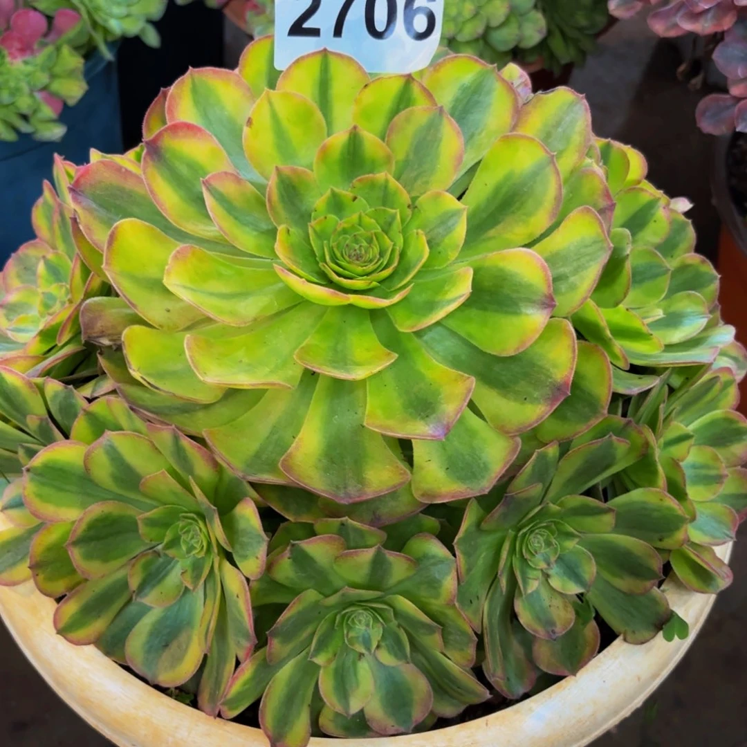 2706多肉植物雨荷