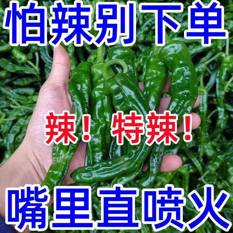 安徽会龙辣椒新鲜特辣小皱安徽农家薄皮青椒蔬菜青椒薄皮特辣
