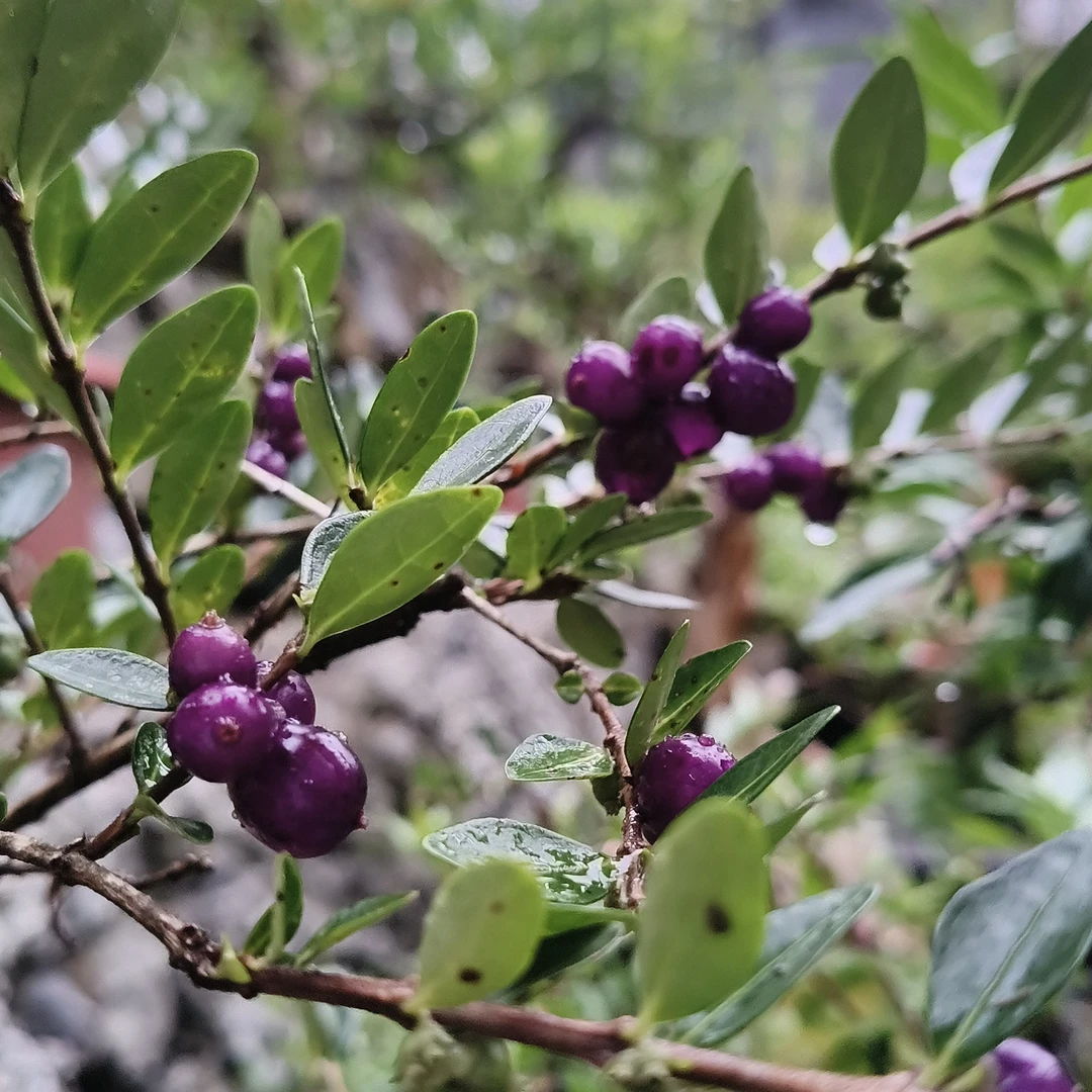 忍冬盆景素材花卉绿植园盆美观实用  一物一拍