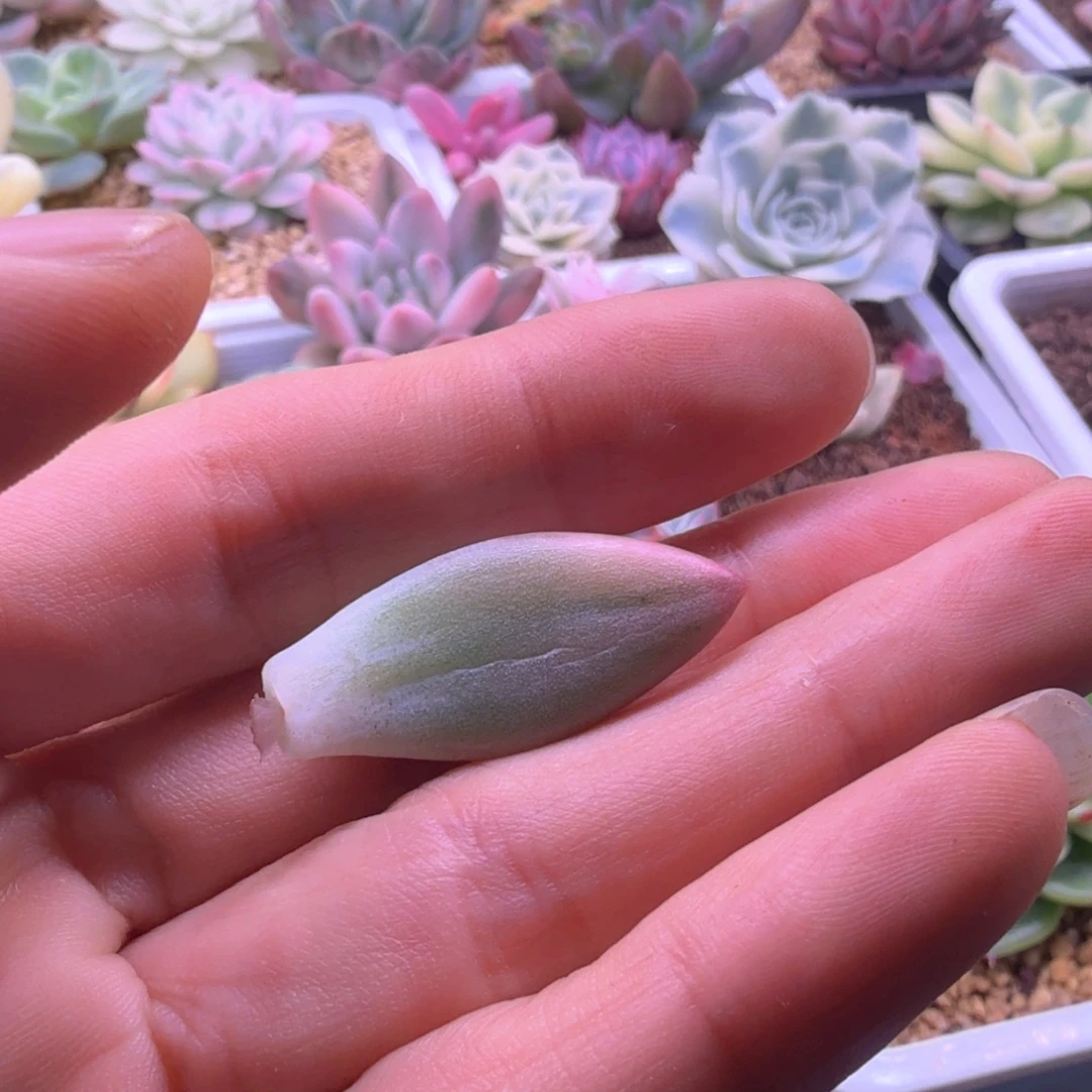 ****萌小饼干 叶片 多肉植物