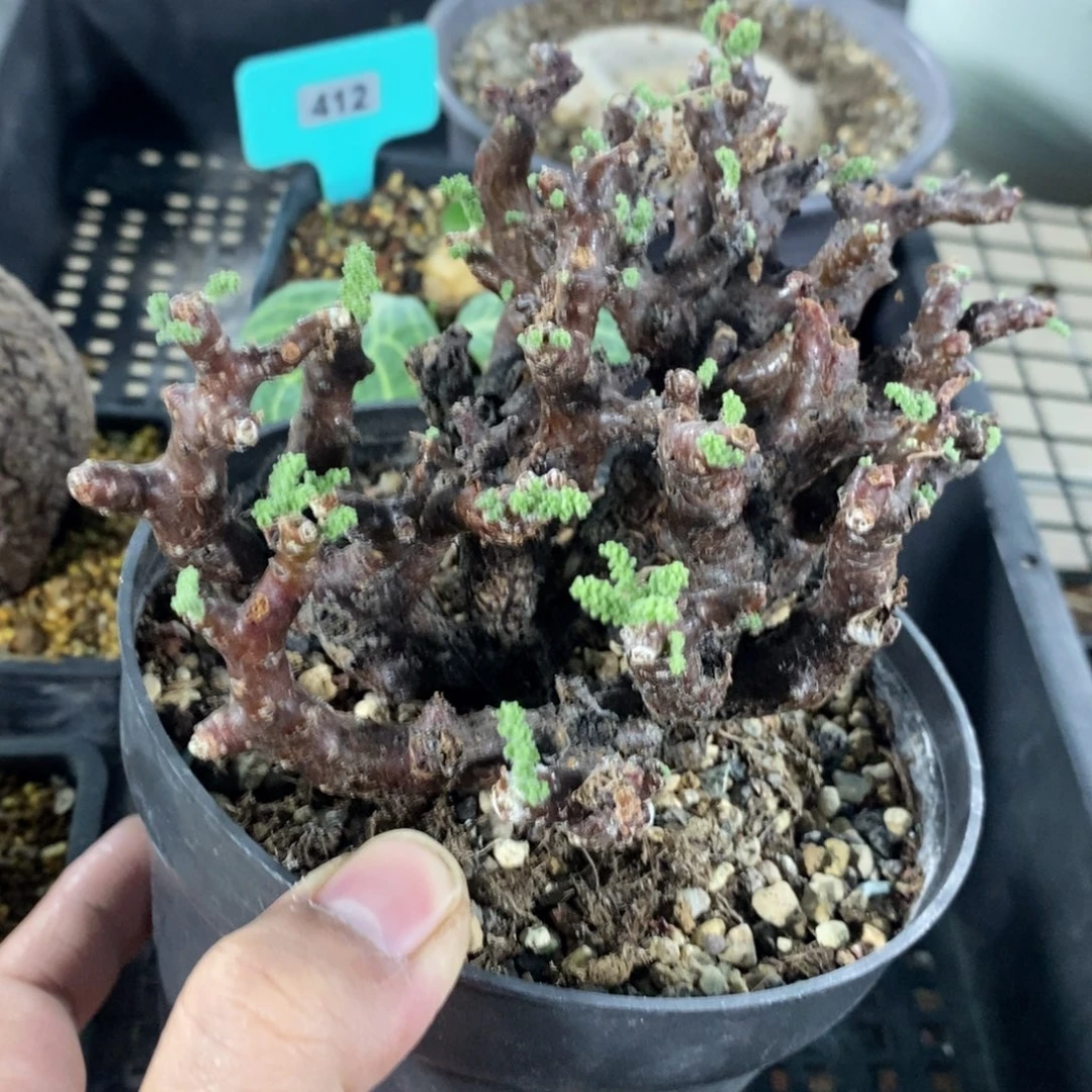 黑珊瑚杨奎多肉植物