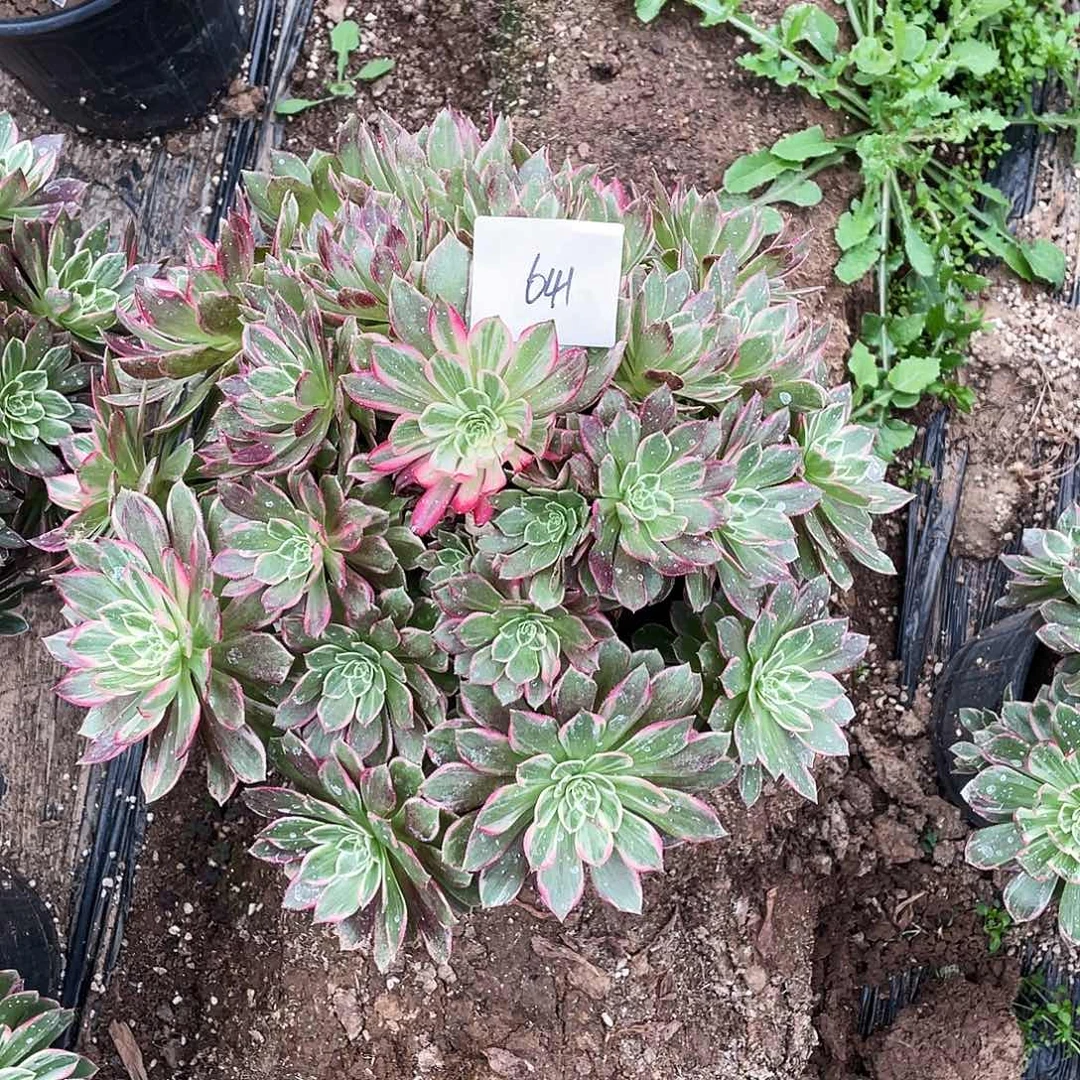 多肉法师641号万花筒发货不包损