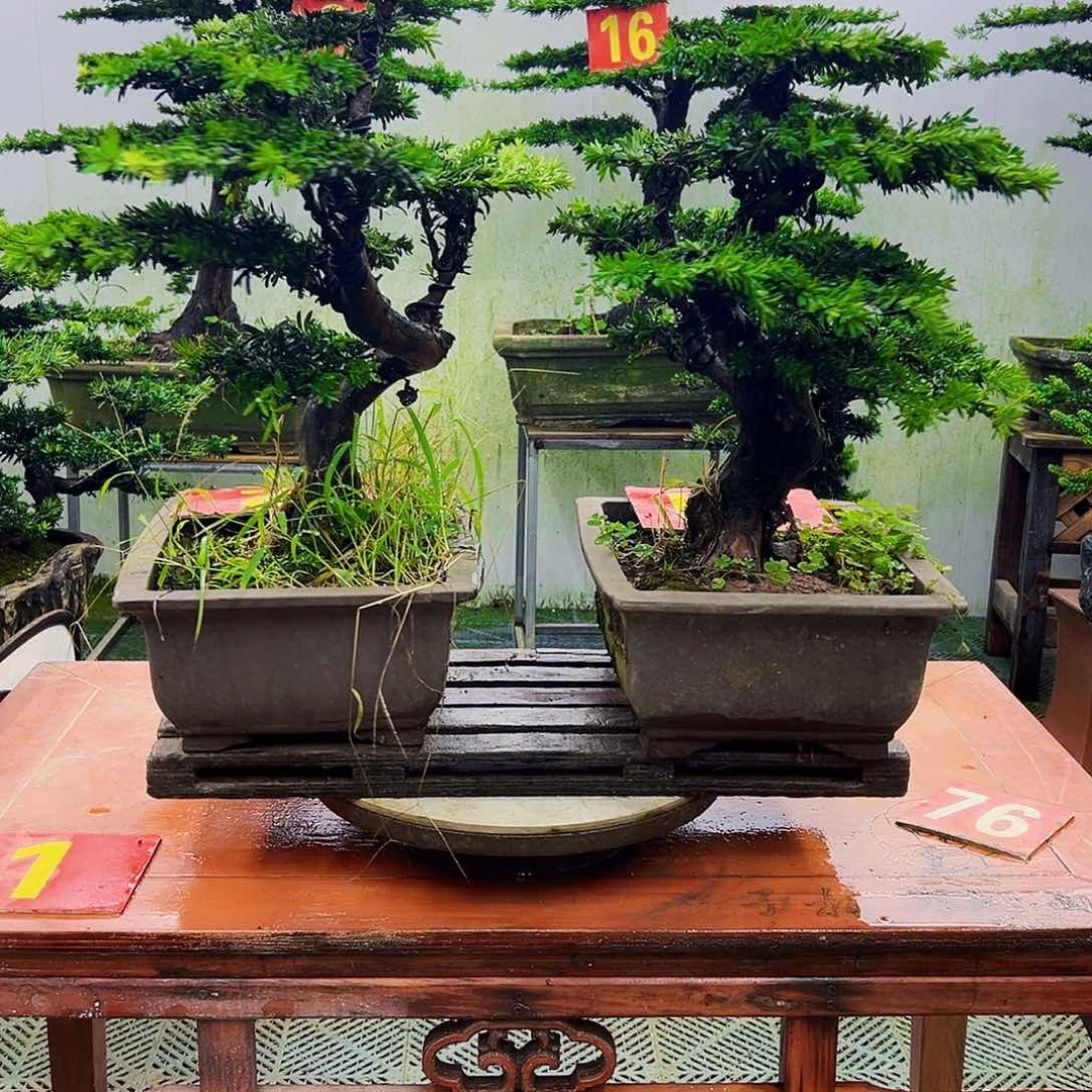 不开花植物小*罗汉松