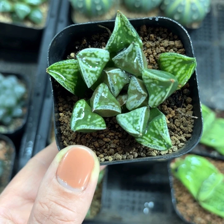 铜雀台多肉植物哈